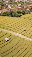 Aerial view of a rice cultivation field.