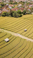 green field aerial view