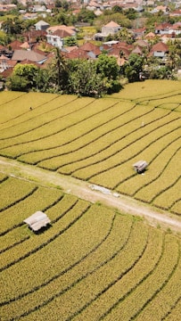 Aerial view of a rice cultivation field.