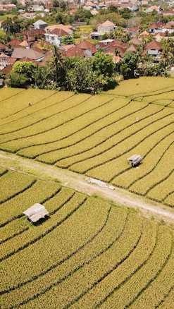 Aerial view of a vast rice field with neatly arranged rows, showing several paths dividing the crops. Two small huts are situated within the field. In the background, a cluster of houses with red-tiled roofs are partly obscured by greenery, suggesting a rural village setting.