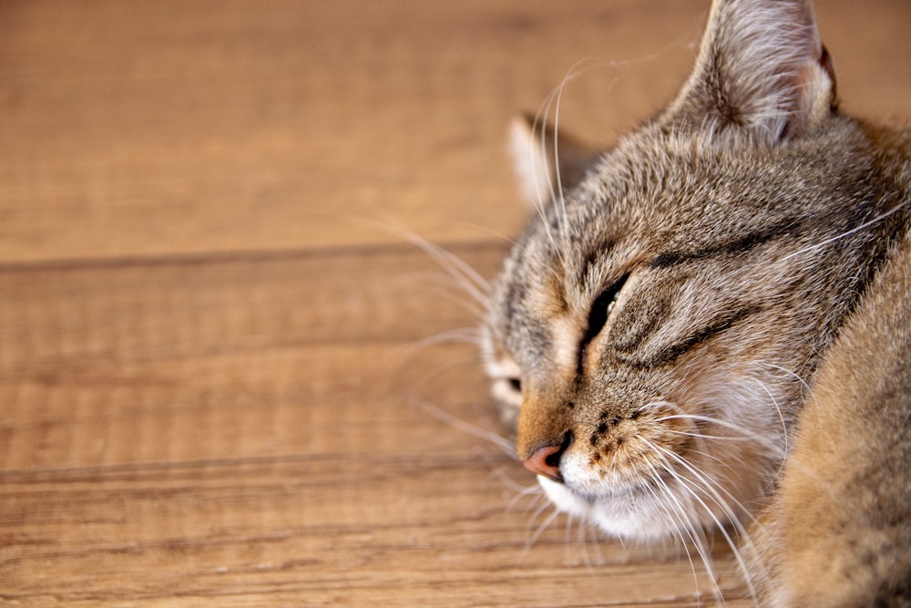 gray tabby cat on wooden surface