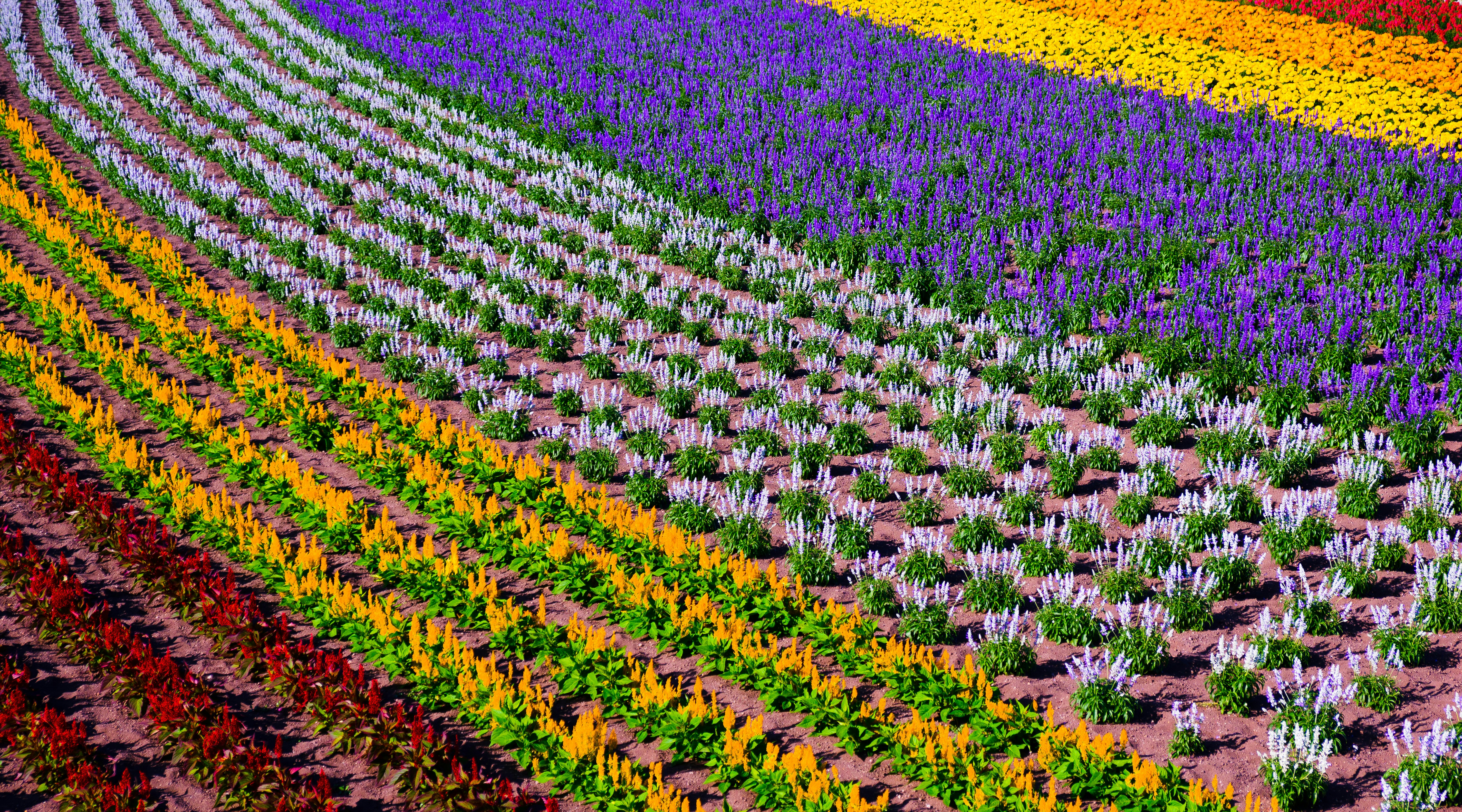 lines of assorted flowers field during day, 