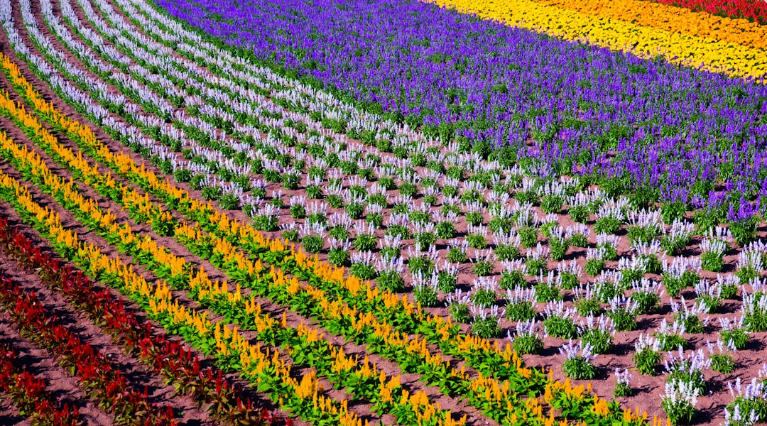 lines of assorted flowers field during day,