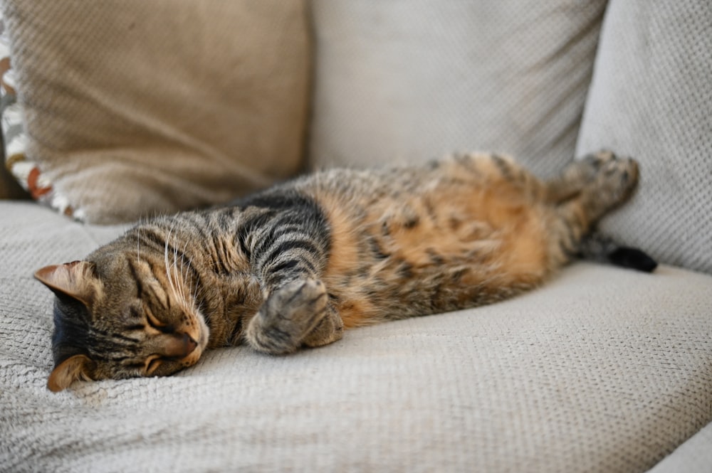 brown tabby kitten sleeping on sofa
