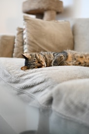A tabby cat sleeps peacefully on a plush, light-colored couch. The cat appears relaxed, with its eyes closed and paws tucked close to its body. In the background, there are soft cushions and a cat tree, contributing to a cozy, domestic setting.