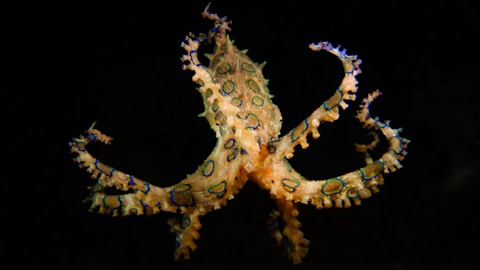 Blue Ringed octopus underwater at Gili Trawangan scuba dive