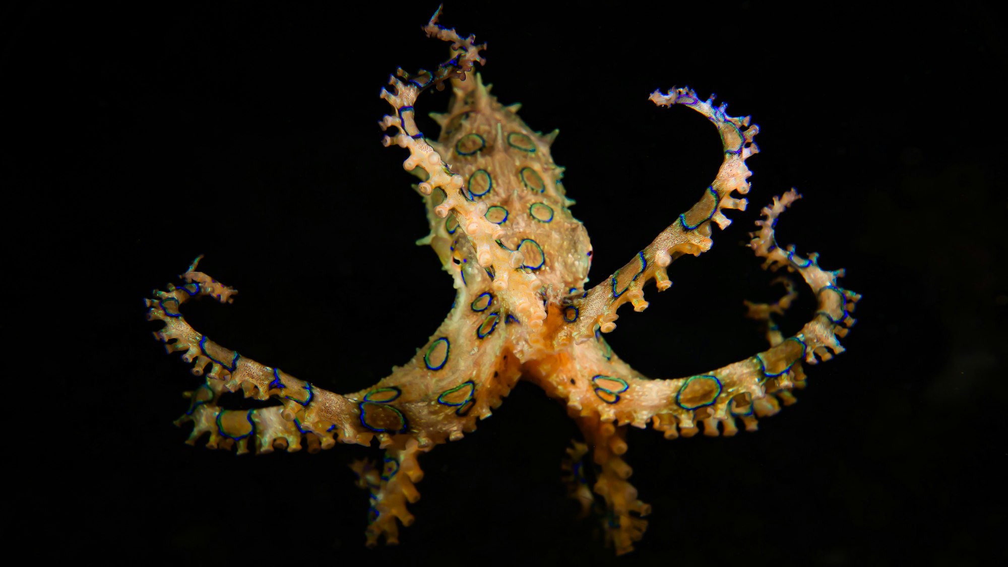 Blue-Ringed Octopus (Hapalochlaena sp.)

The blue-ringed octopus flashes its 50-60 rings within a third of a second as a warning display to predators. Being one of the world's most venomous marine animals, its poison causes total body paralysis - also to humans.