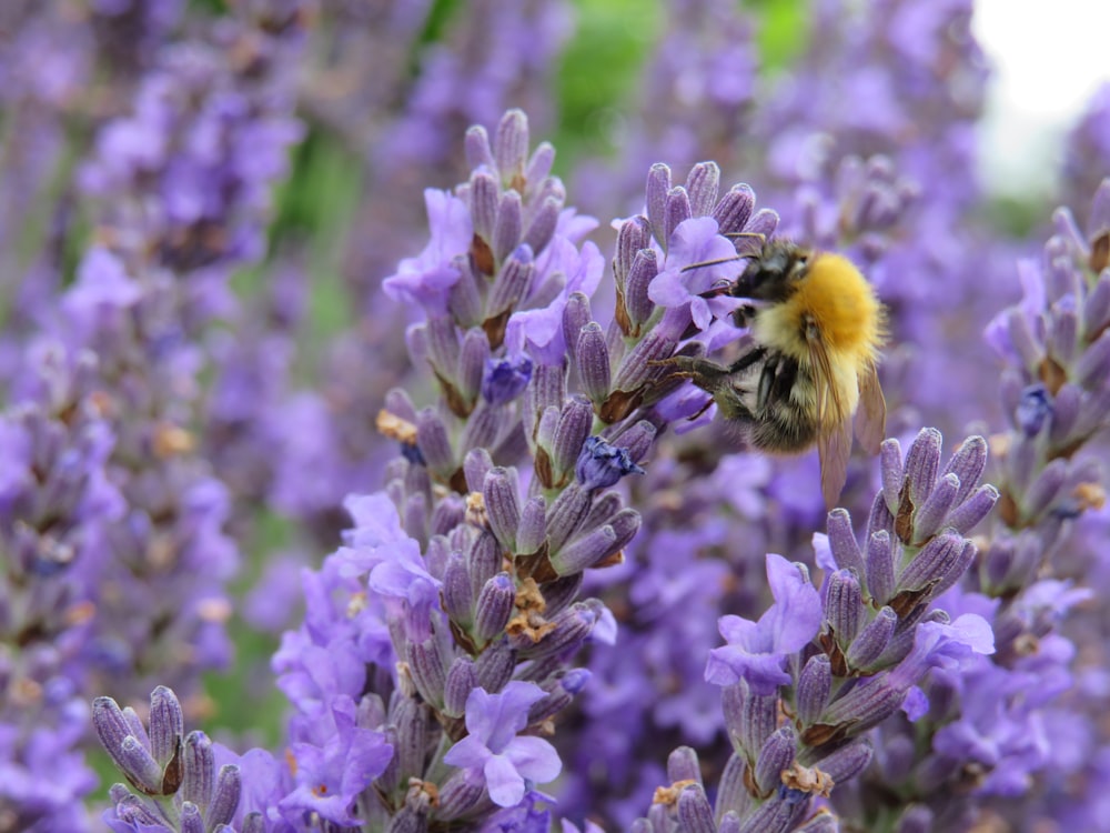 bumble bee perching on purple flowers