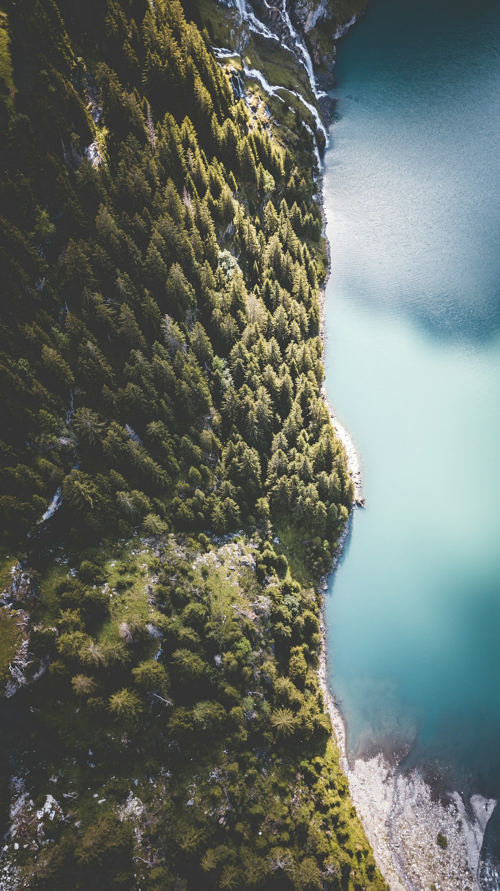 pine forest near body of water