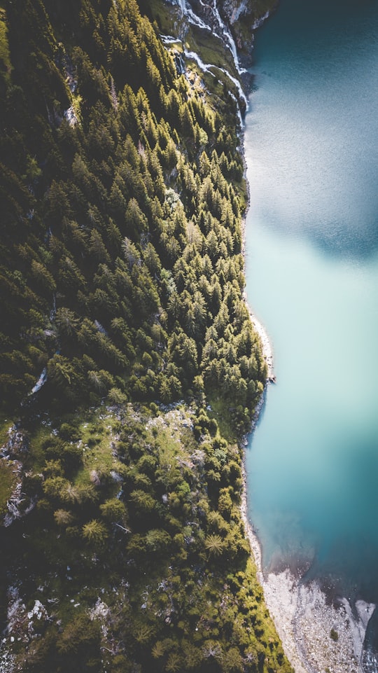 pine forest near body of water in Oeschinen Lake Switzerland