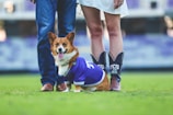 A playful dog wearing a referee-themed uniform botarga on a sunny field.