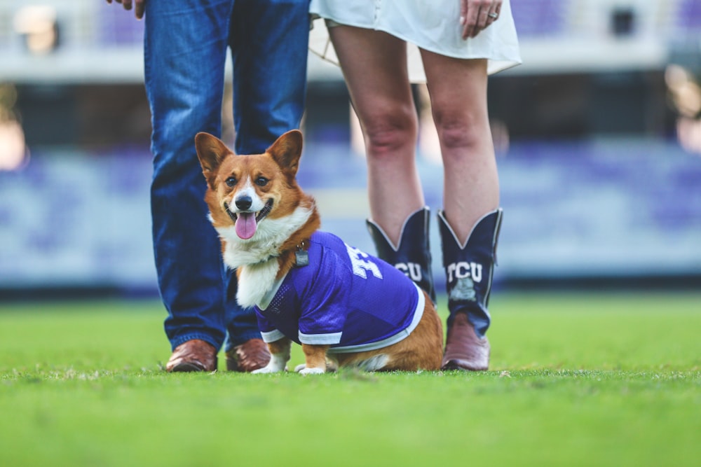 adult welsh corgi sitting beside standing man and woman