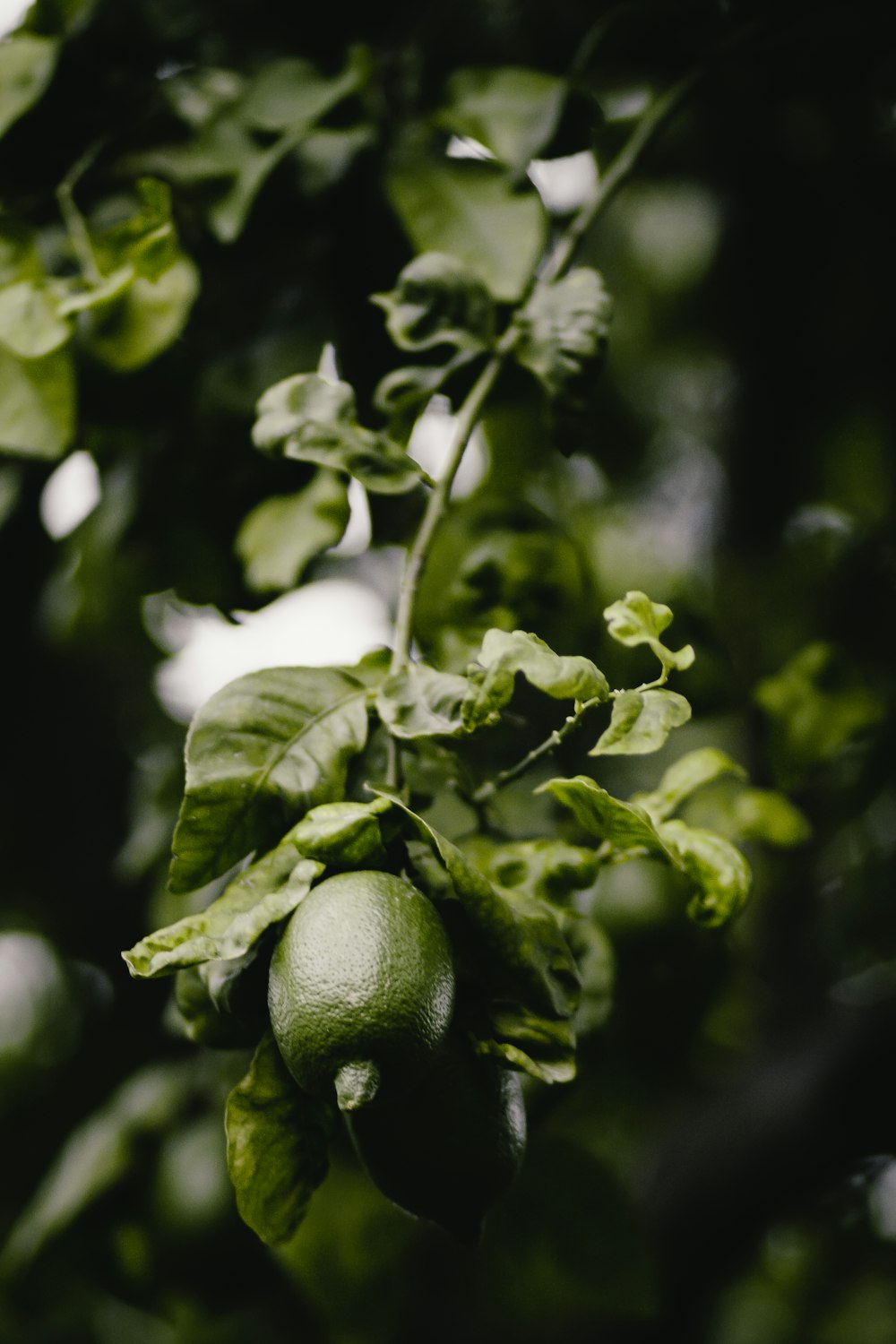 green lime fruits