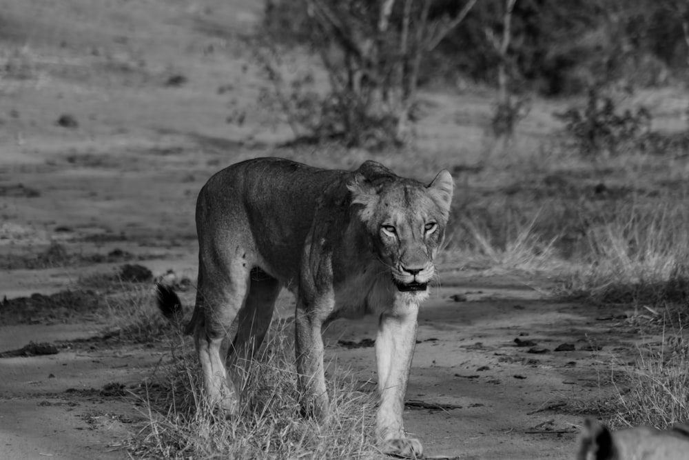 adult lioness walking on field