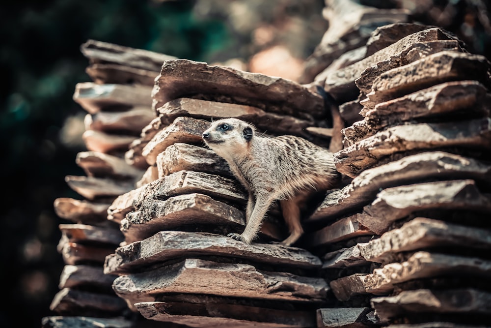 meerkat on rocks