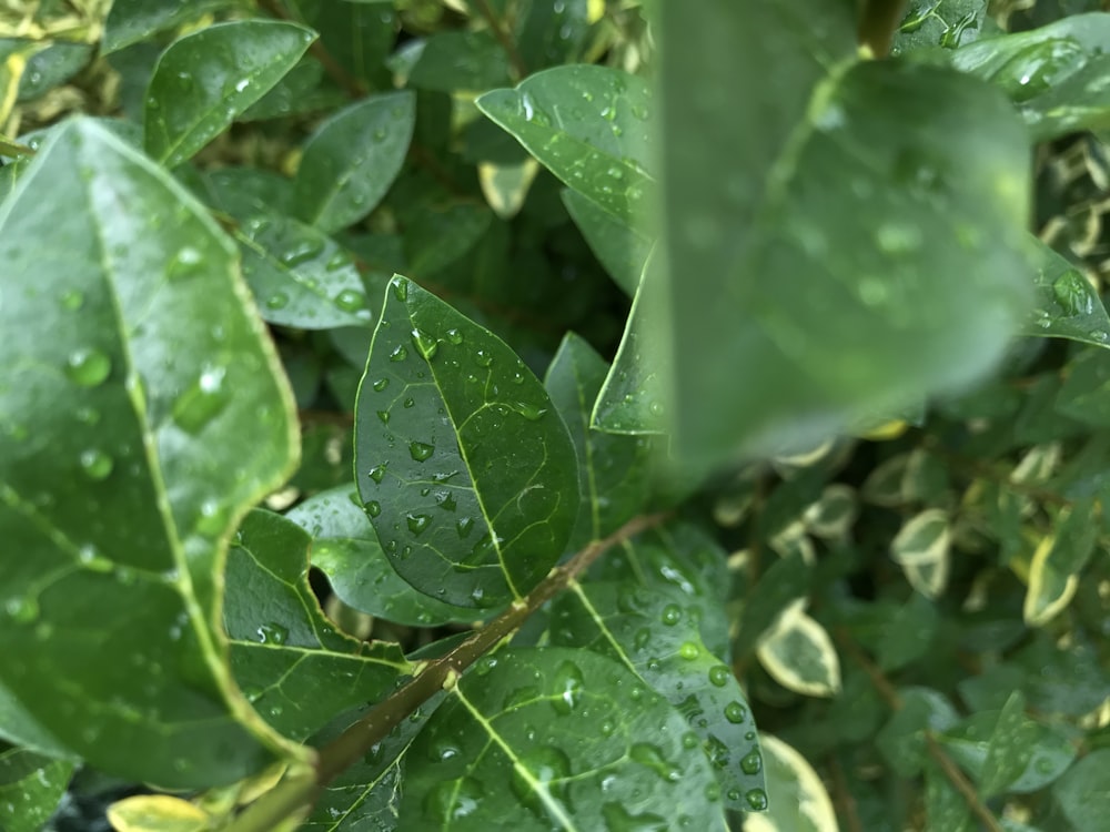 Fotografia a fuoco selettiva della rugiada dell'acqua su una pianta a foglia verde