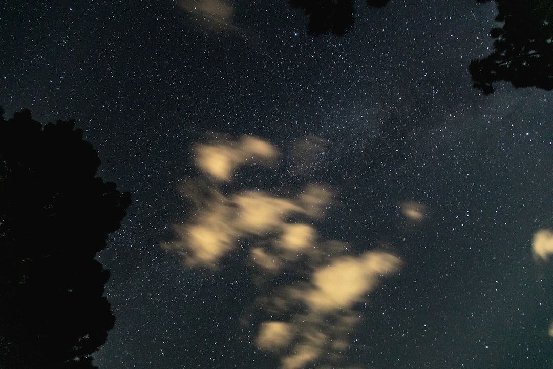 silhouette photo of trees