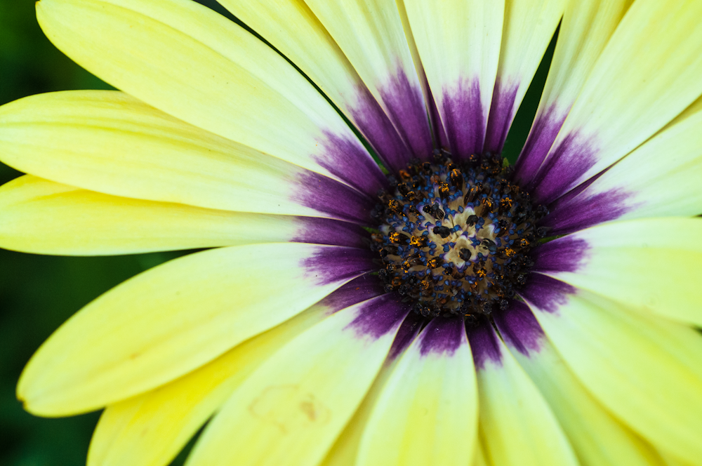 closeup photo of yellow petaled flower