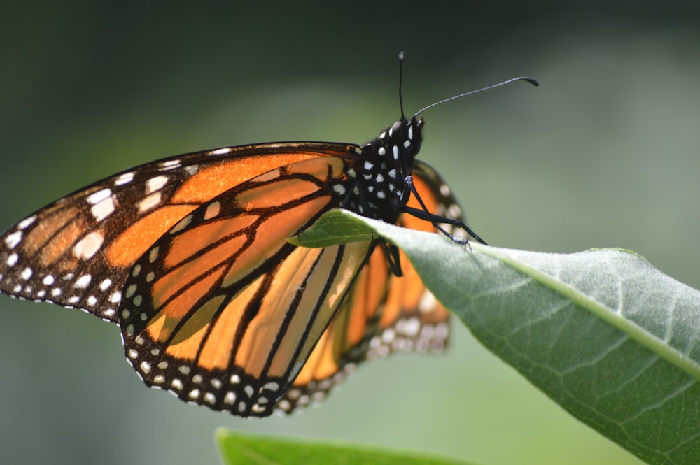 foto de primer plano de la mariposa monarca