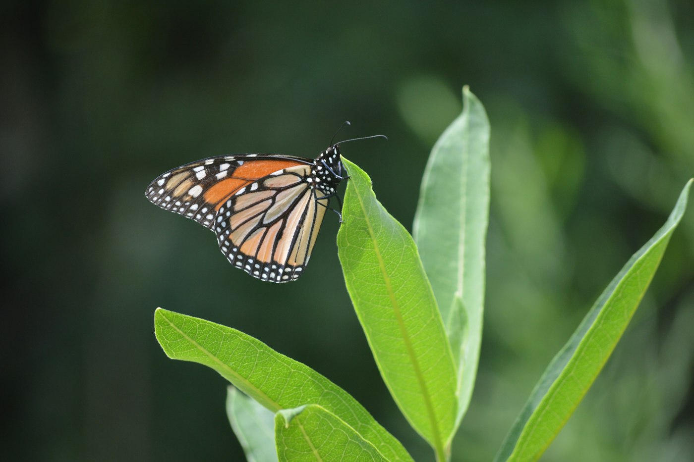 Monarch butterfly resting on a green leaf