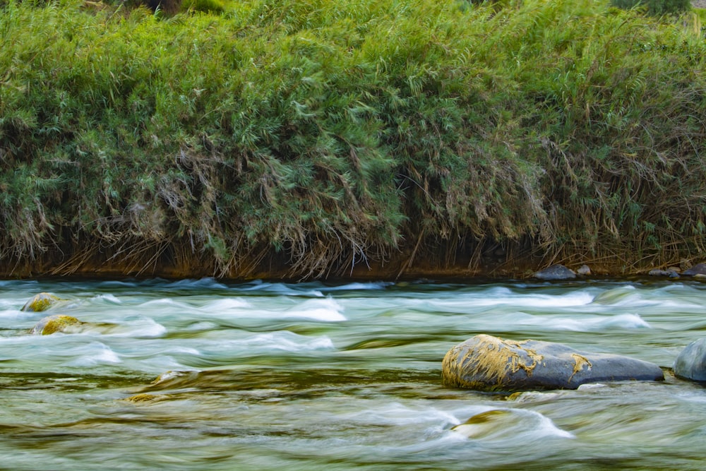 river near green grass during daytime