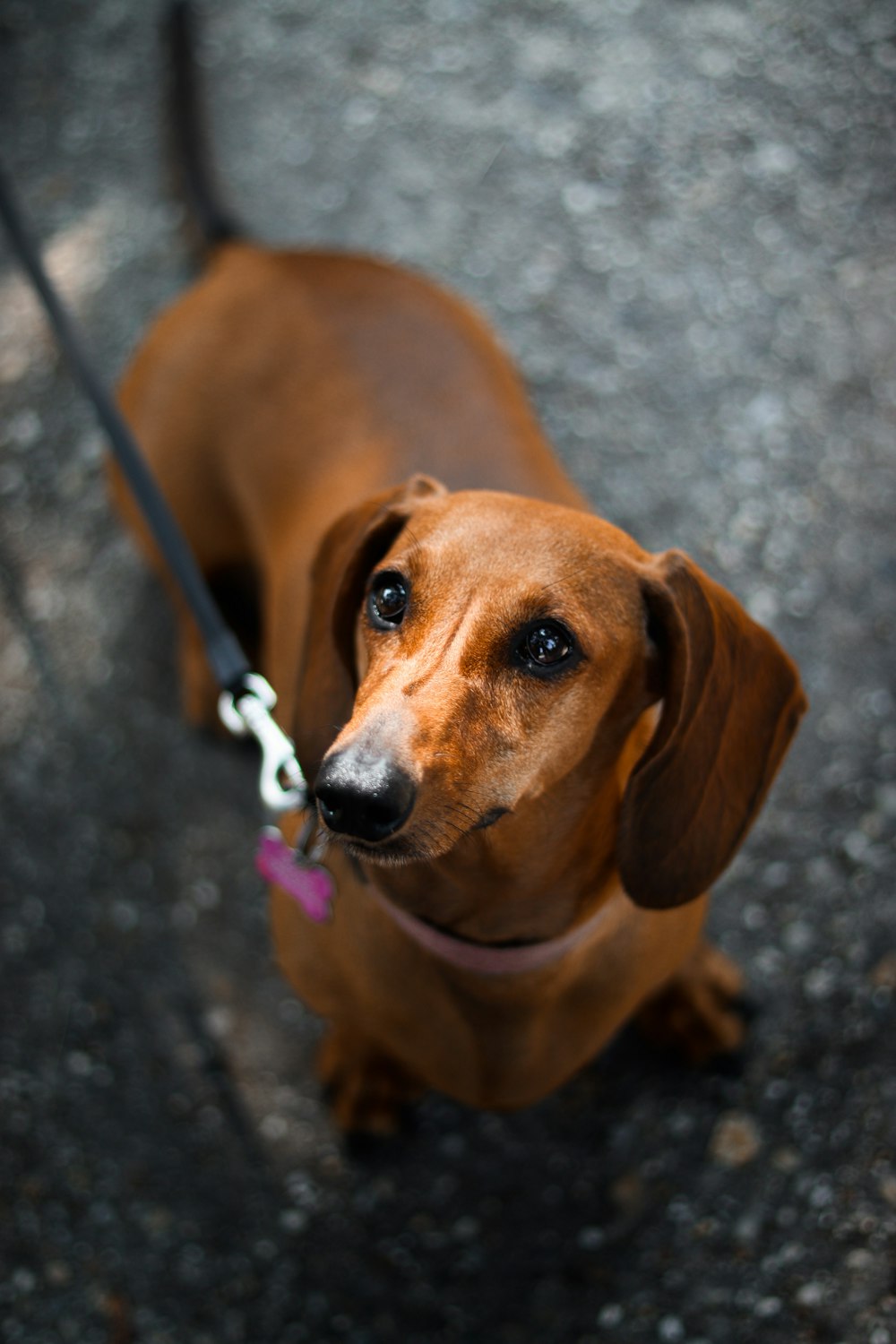 brown short-coated dog standin g