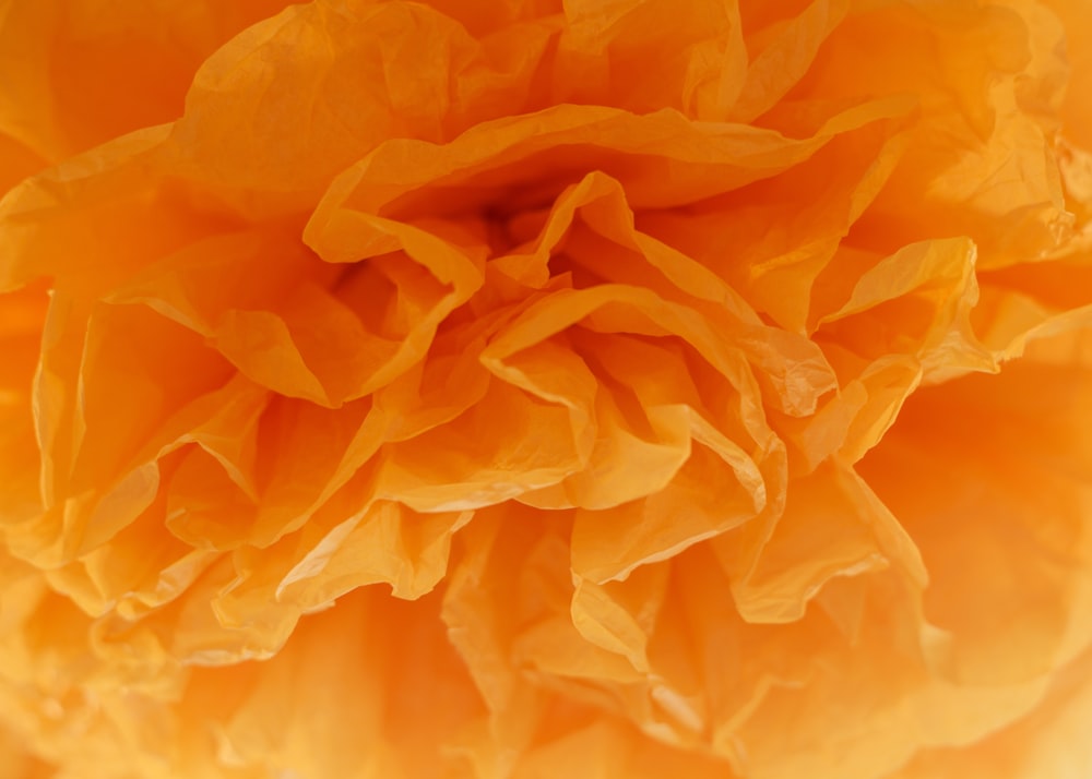 Fotografía macro de flor de pétalos de naranja en flor