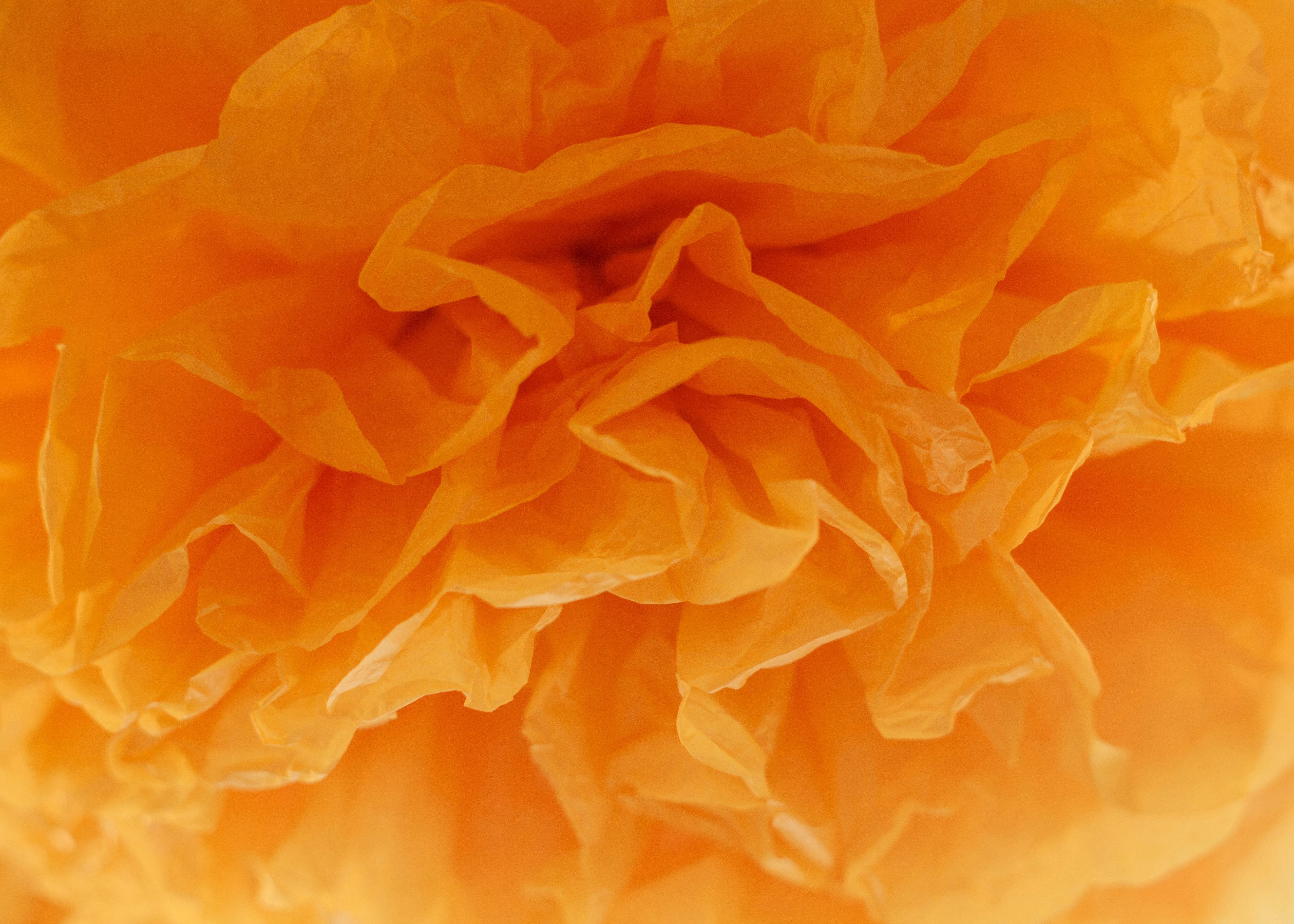 macro photography of blooming orange petaled flower