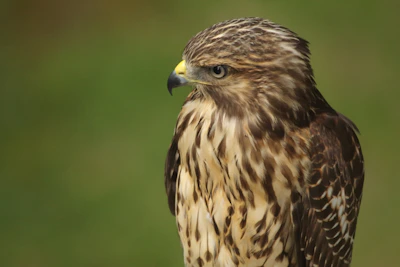 brown eagle