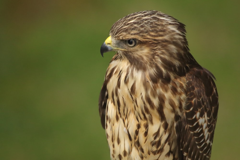 aigle brun