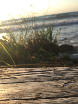 A warm, sunlit family tree carved in wood with ocean waves softly in the background.