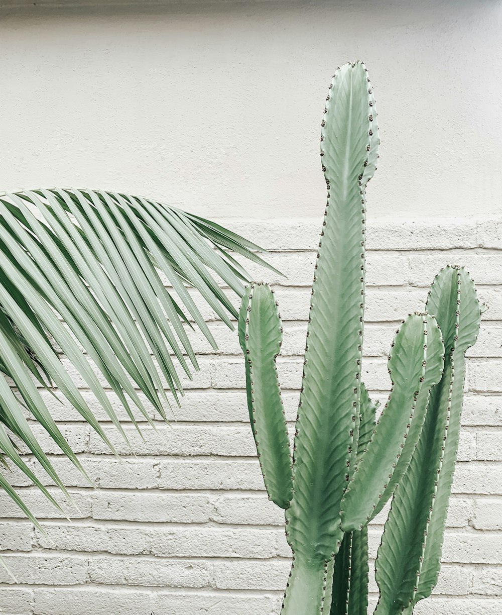 green candelabra cactus