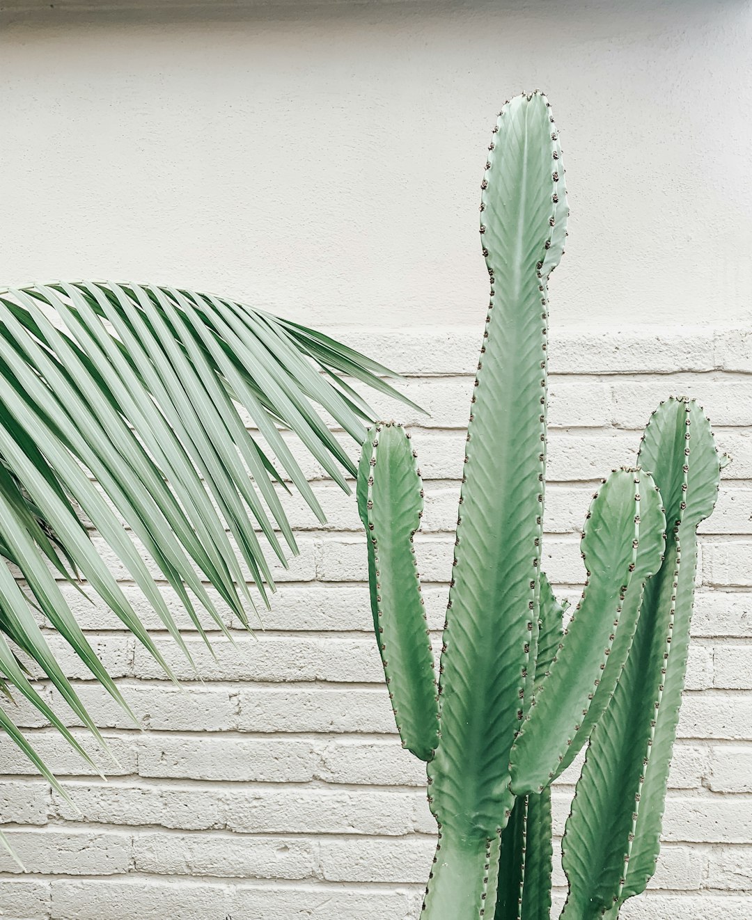 green candelabra cactus