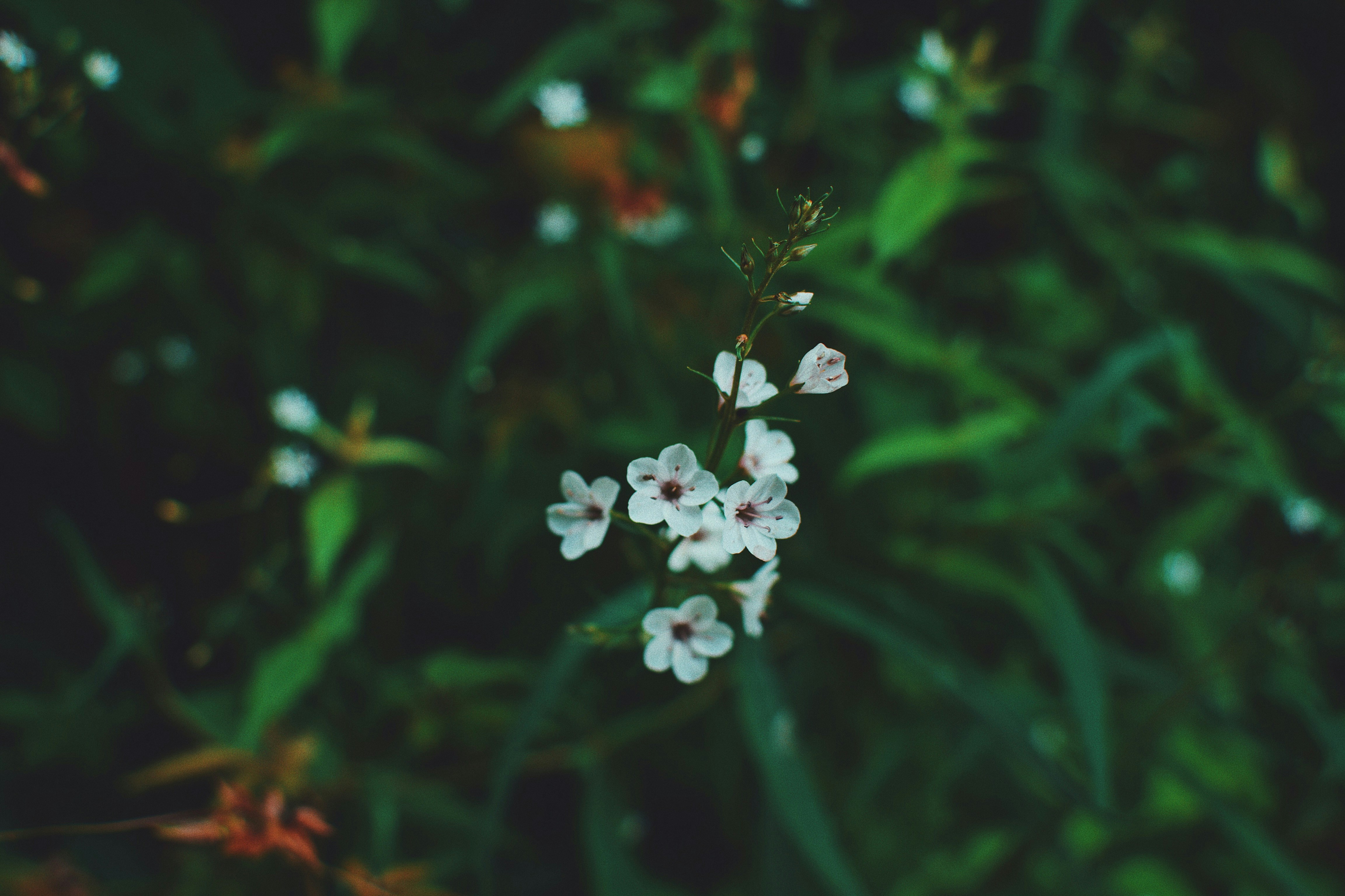 Photo by jizhidexiaohailang