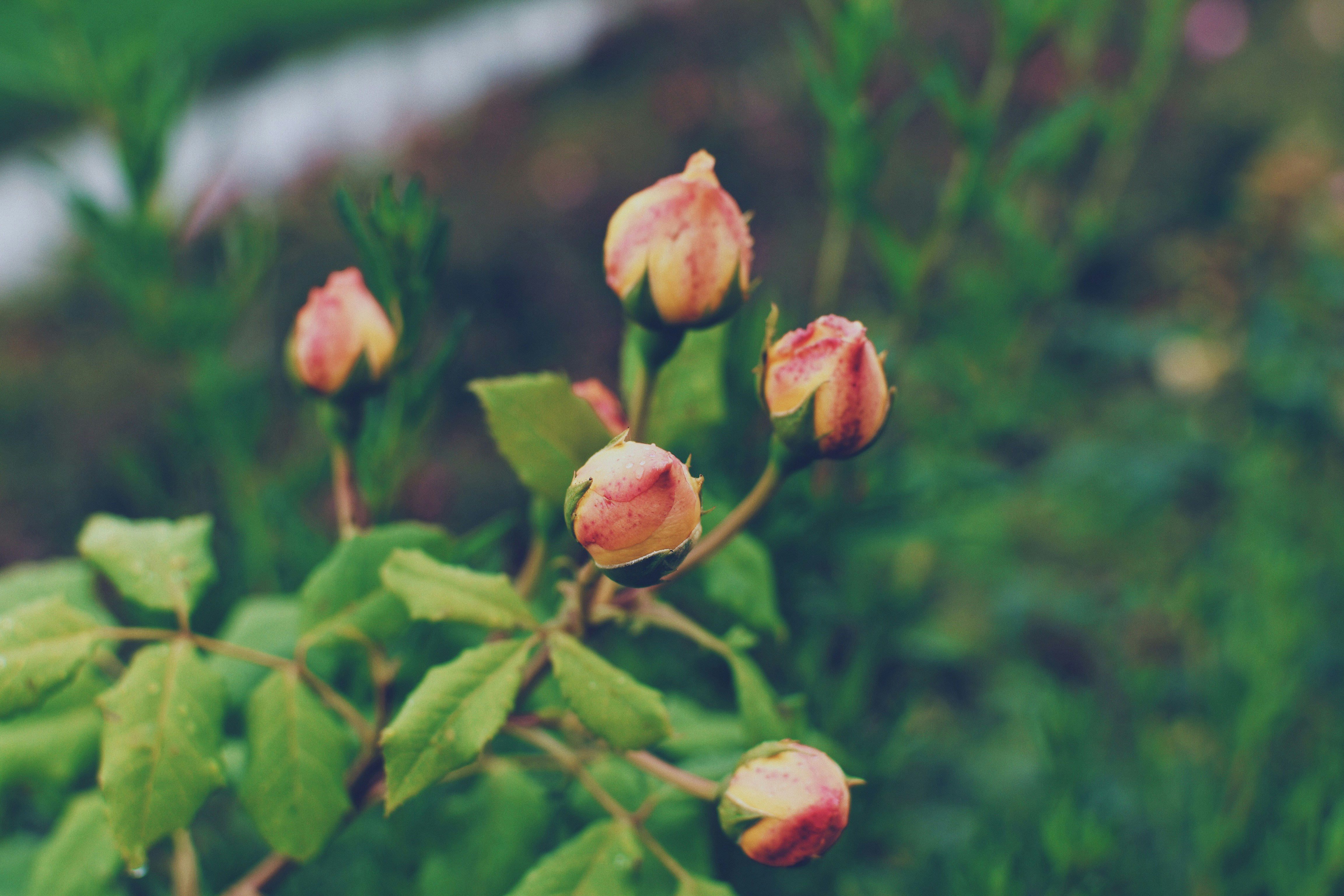 Photo by jizhidexiaohailang