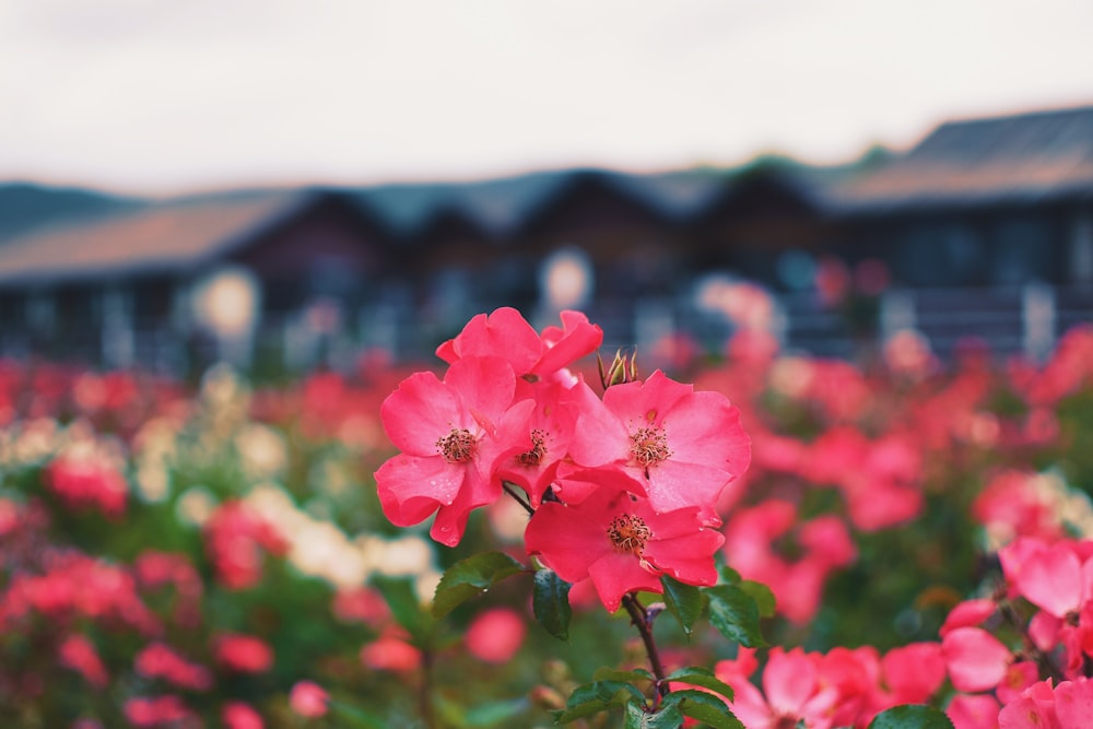 pink flowered plants blooming in garden