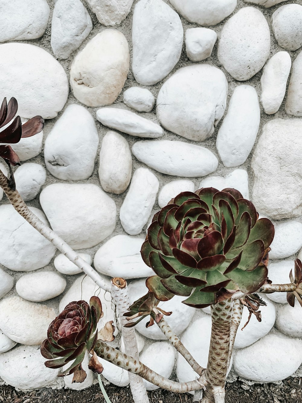 Grünblättrige Pflanze neben weißer Steinmauer