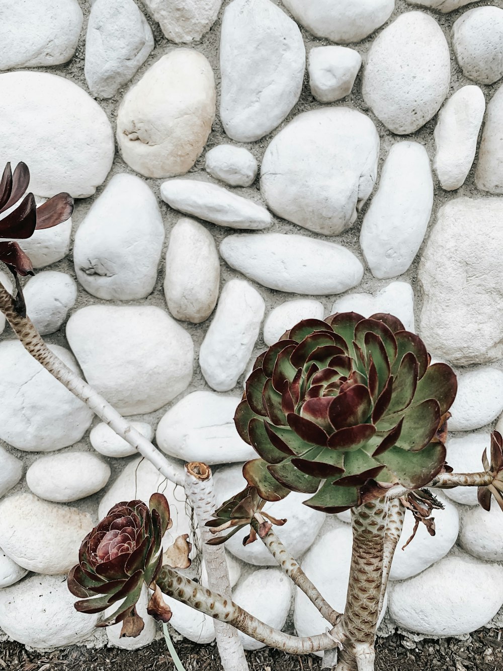 白い石垣のそばに緑の葉の植物