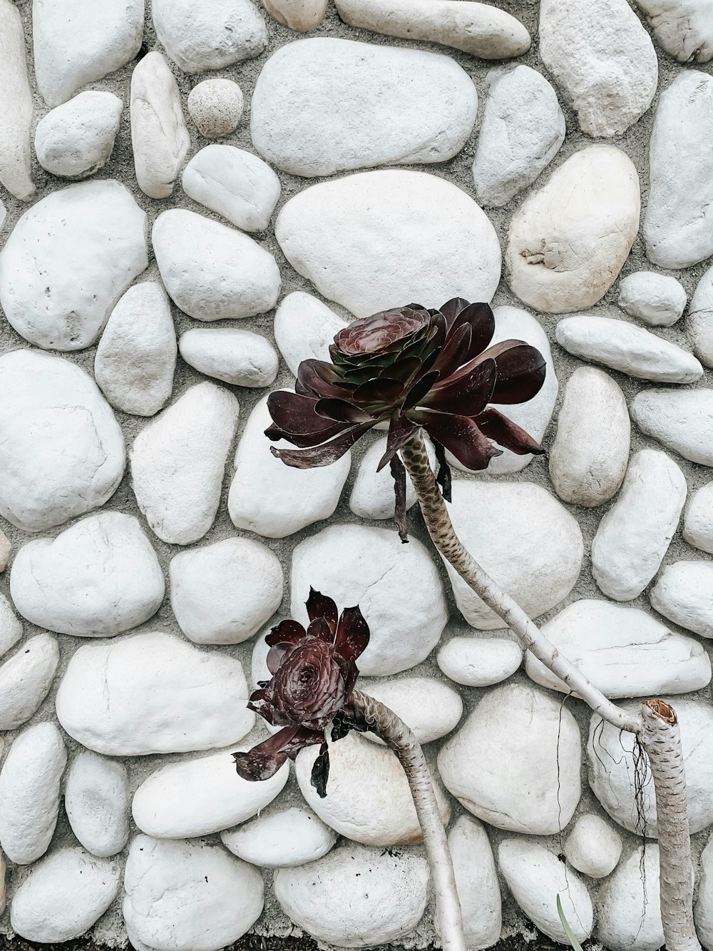 dos flores de pétalos marrones