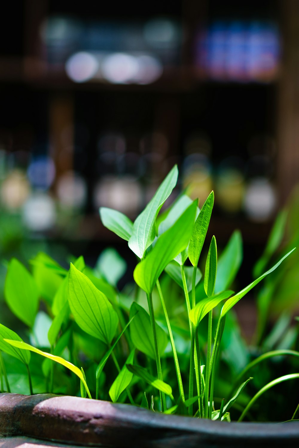 Flaches Fokusfoto von Grünpflanzen