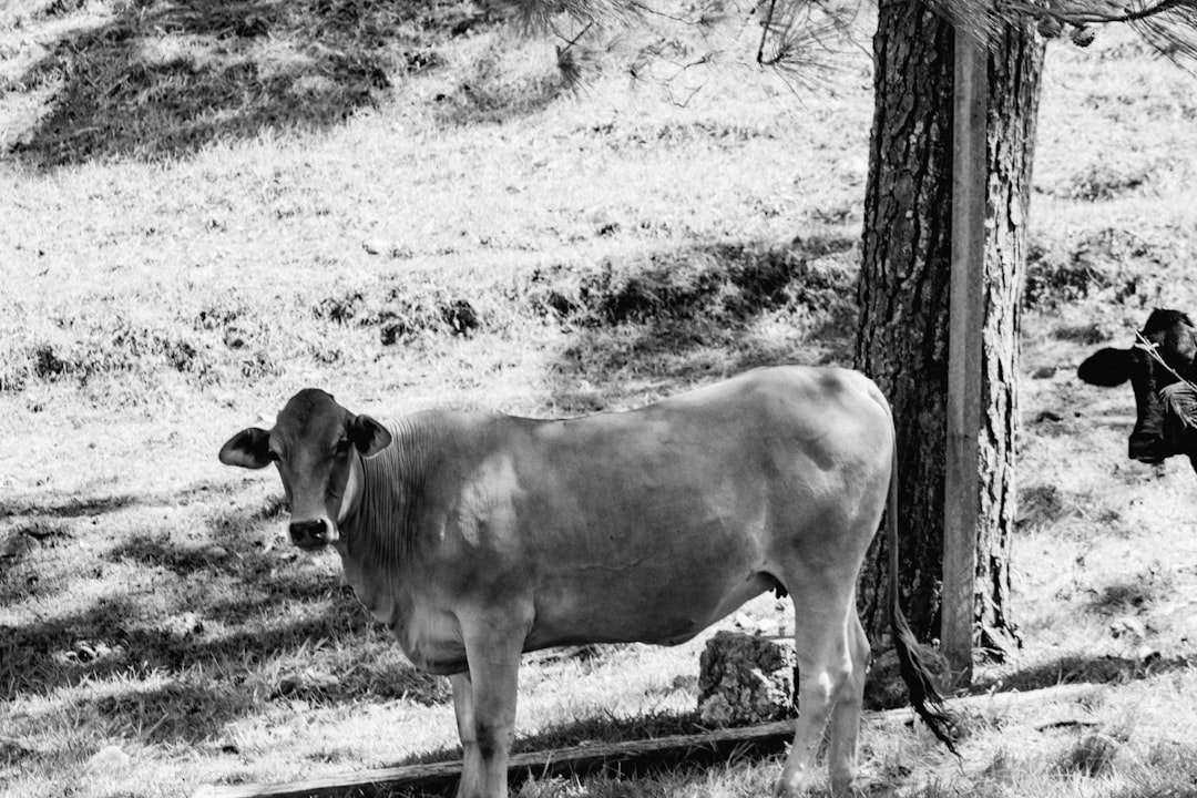 grayscale photography of cattle beside tree