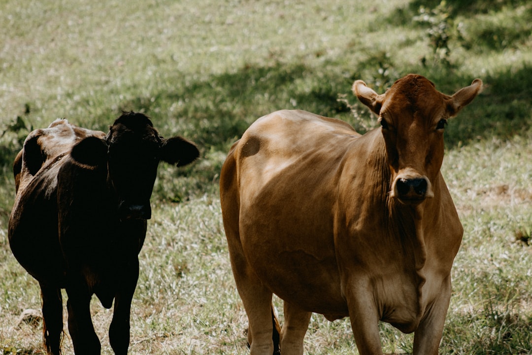 two brown cows