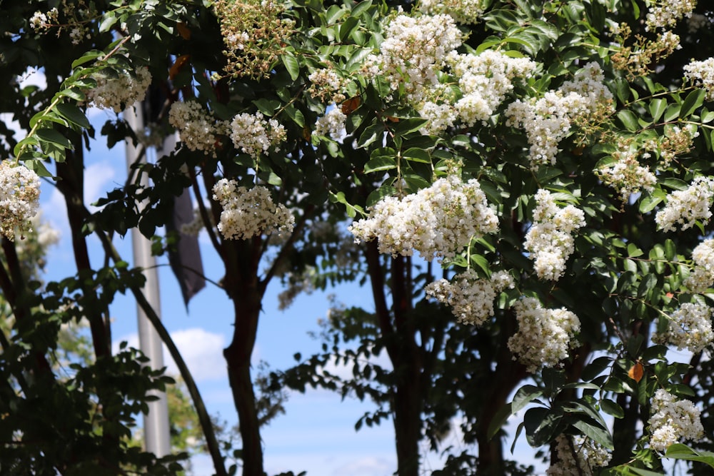 white flowers in bloom