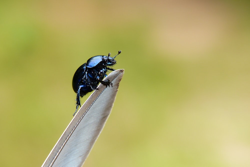 black bug perched on white feather
