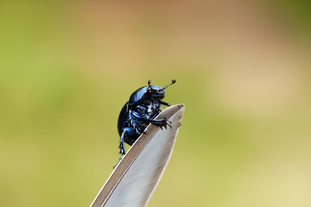 blue beetle