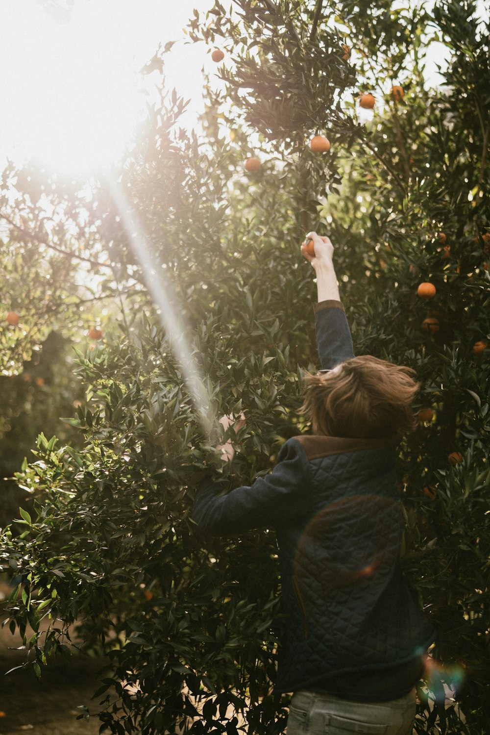 person trying to pick orange fruit