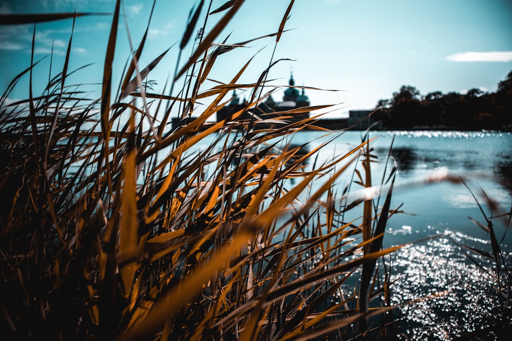 brown grass near body of water