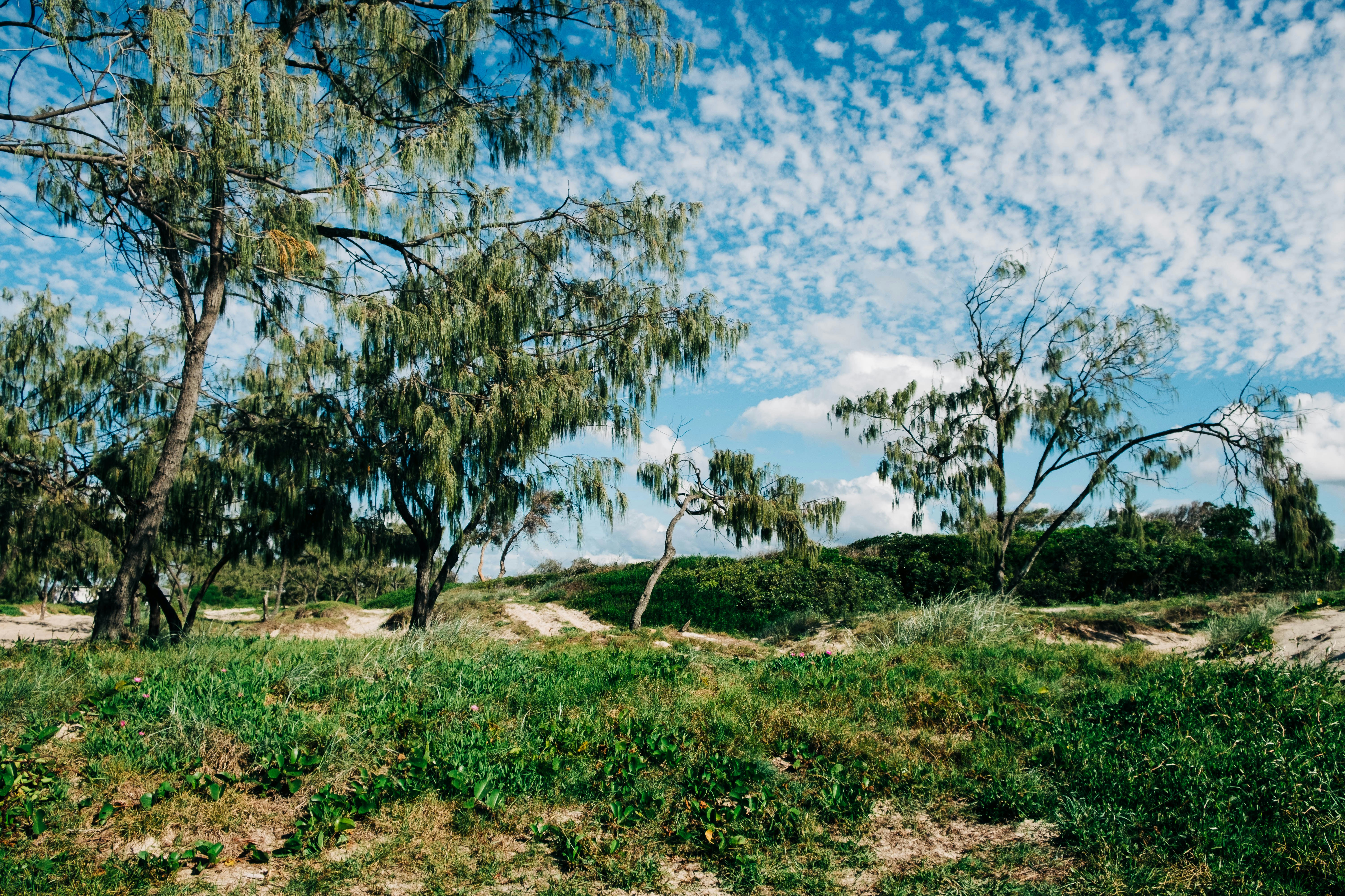 green and black trees under blue sky at daytime