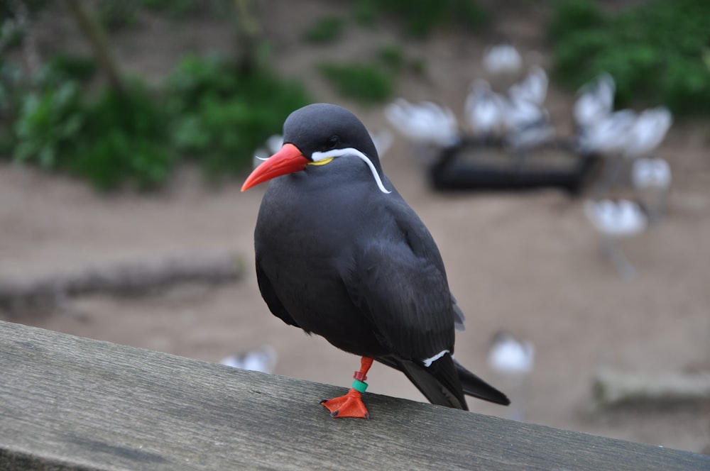 black and red bird