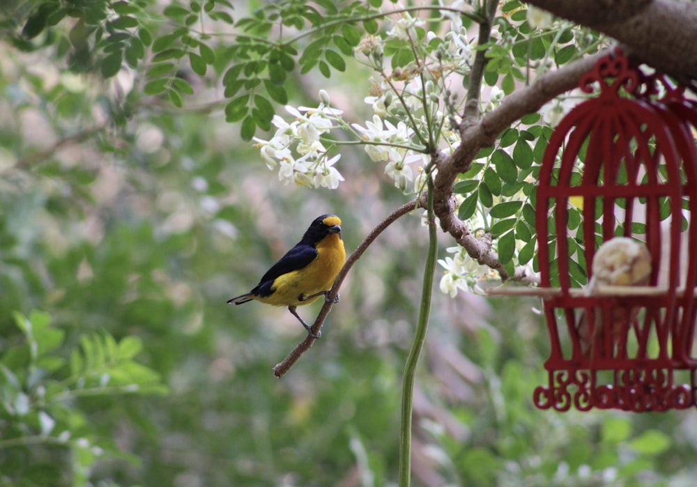 black and yellow bird